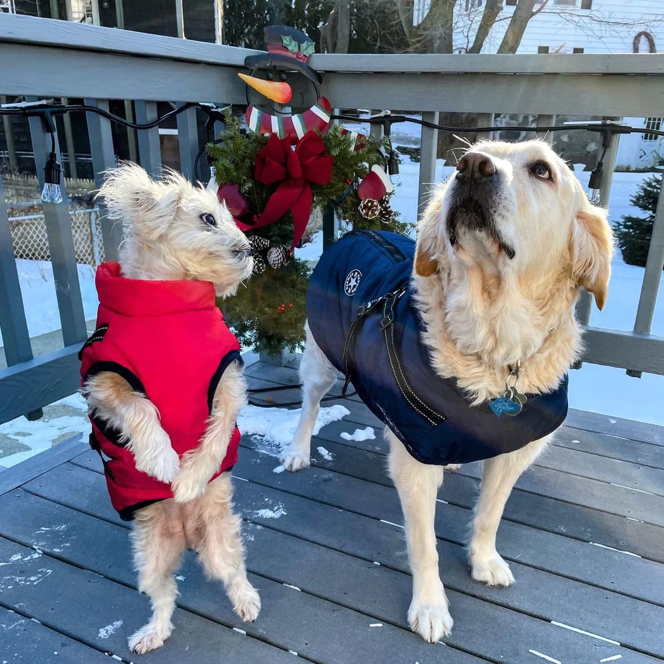 Puppy Puffer® - Geïsoleerde Honden Jas + Gratis Hondenriem
