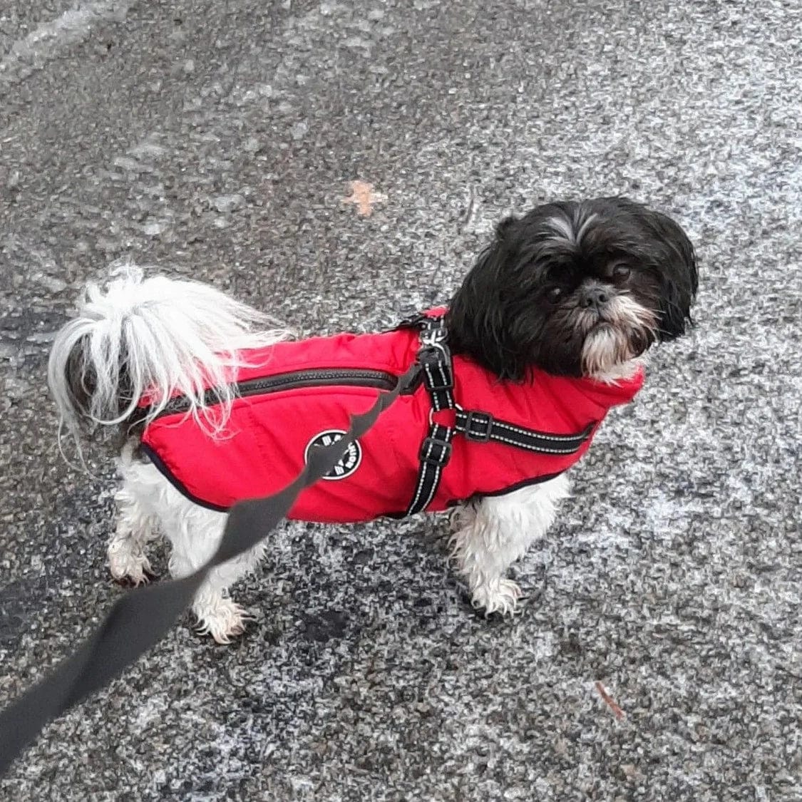 Puppy Puffer® - Geïsoleerde Honden Jas + Gratis Hondenriem